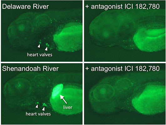 Figure from published work showing zebrafish detect environmental estrogens in the Delaware and Shenandoah rivers