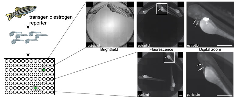 Image from published work described in caption