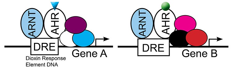 model-for-selective-AHR-activity2